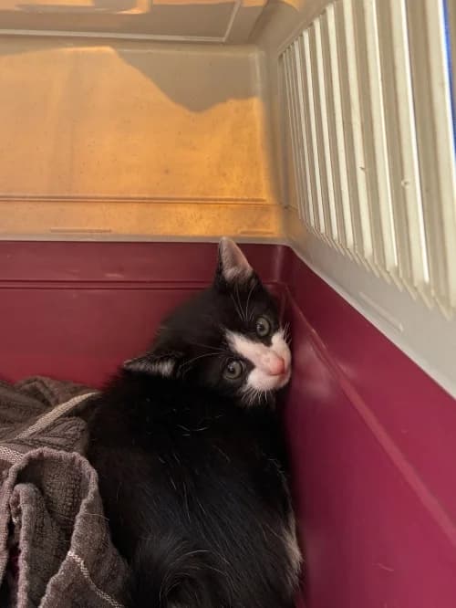 Tak, male mixed breed for adoption at CAAD Maresme