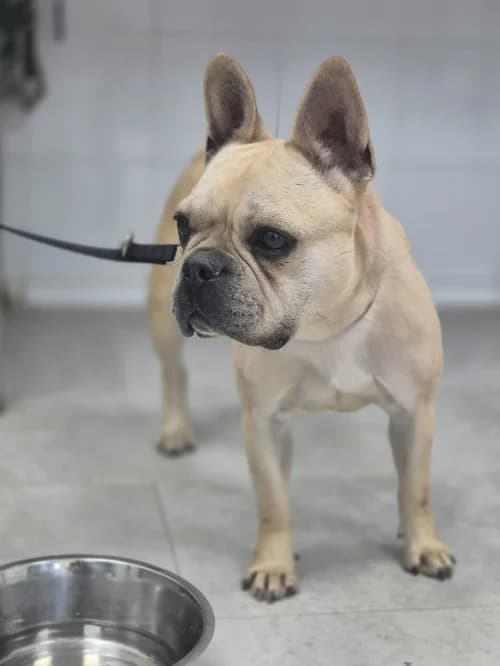 Leia, female 6yo French Bulldog for adoption at CAAD Maresme