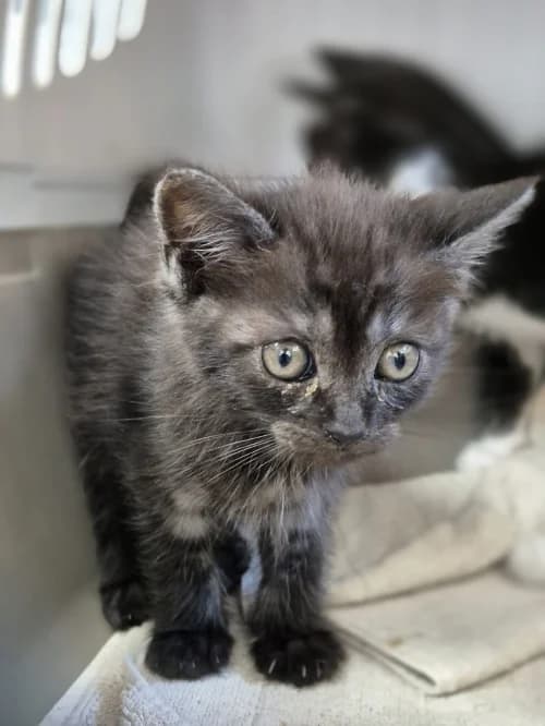 Chani, female puppy mixed breed for adoption at CAAD Maresme