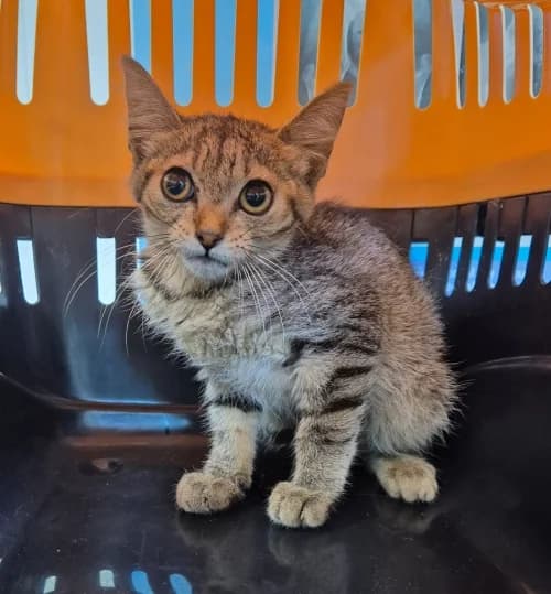 Tiny, female puppy mixed breed for adoption at CAAD Maresme