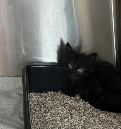 Pebre, male puppy mixed breed for adoption at CAAD Maresme
