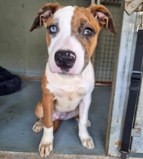 Cora, female mixed breed for adoption at CAAD Maresme