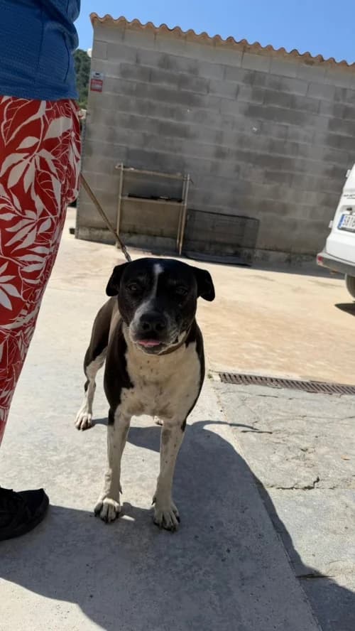 Chuchi, female 6yo American Staffordshire Terrier for adoption at CAAD Maresme