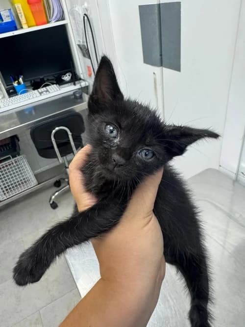 Miau, female mixed breed for adoption at CAAD Maresme