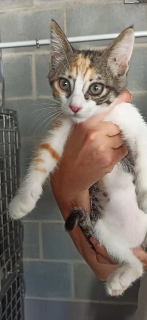 Minie, female mixed breed for adoption at CAAD Maresme