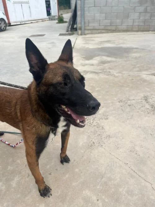 Franco, male young mixed breed for adoption at CAAD Maresme