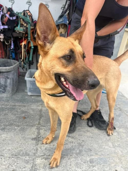 Pam, female young mixed breed for adoption at CAAD Maresme