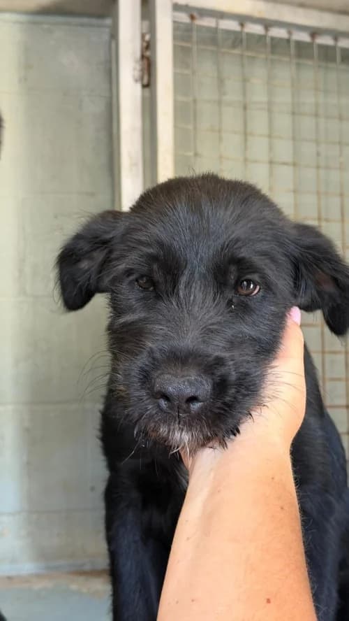 Jessy, female mixed breed for adoption at CAAD Maresme