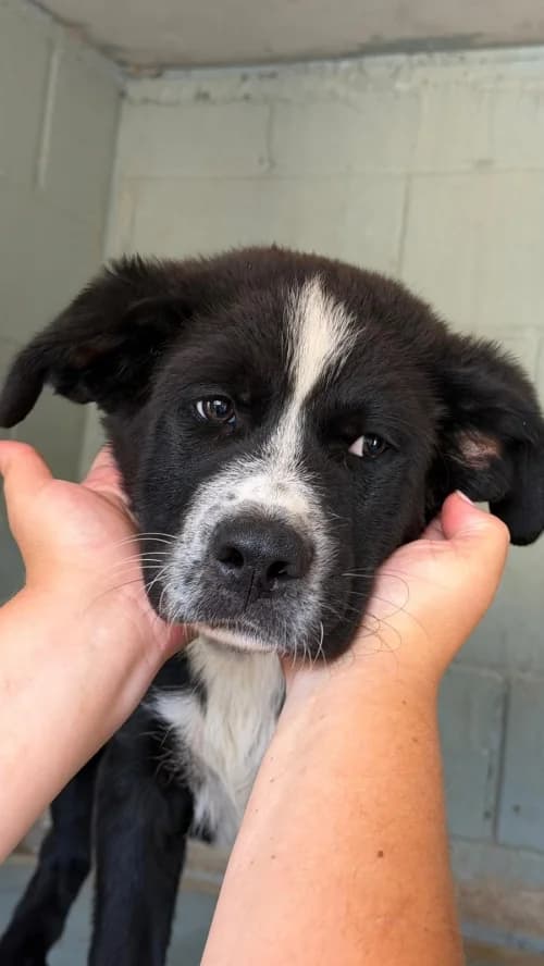 Andy, male mixed breed for adoption at CAAD Maresme
