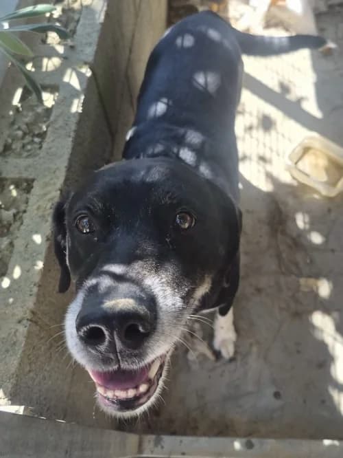 Charli, male senior mixed breed for adoption at CAAD Maresme