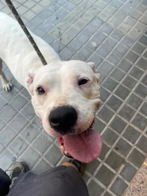 Llonganissa, female 6yo mixed breed for adoption at CAAD Maresme