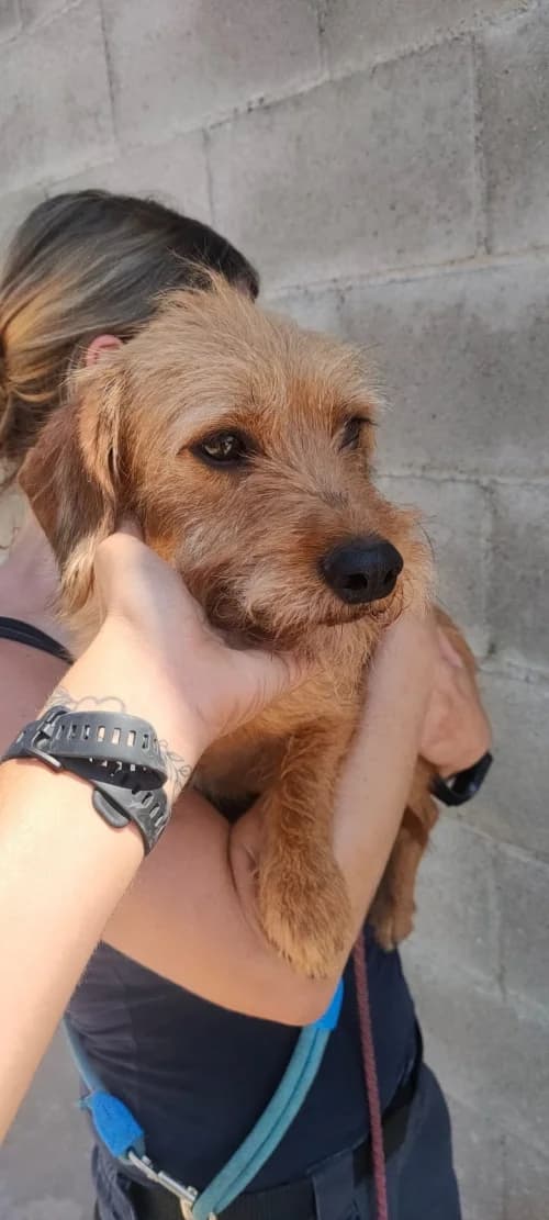 Ona, female mixed breed for adoption at CAAD Maresme