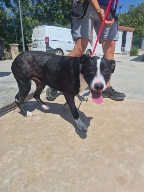Rita, female mixed breed for adoption at CAAD Maresme