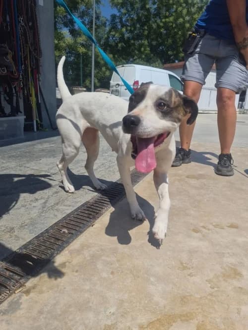 Xinxa, female mixed breed for adoption at CAAD Maresme