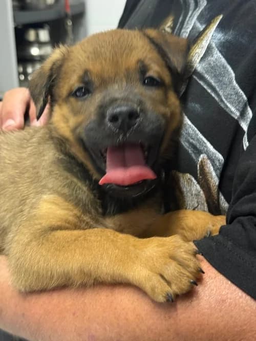 Arwen, female mixed breed for adoption at CAAD Maresme