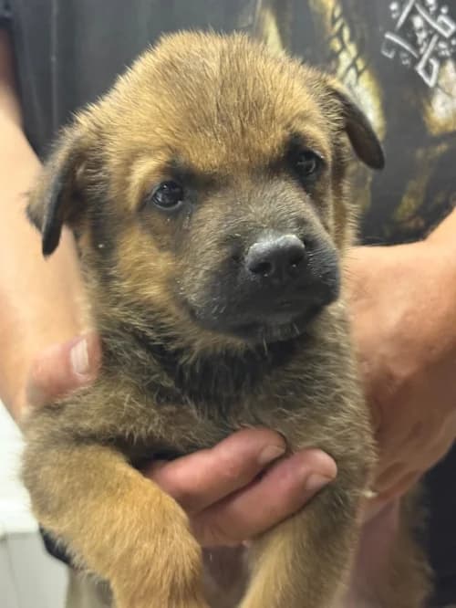 Aragorn, male mixed breed for adoption at CAAD Maresme