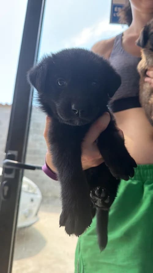 Ton, male mixed breed for adoption at CAAD Maresme