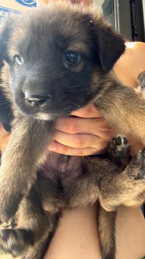 Clin, male mixed breed for adoption at CAAD Maresme