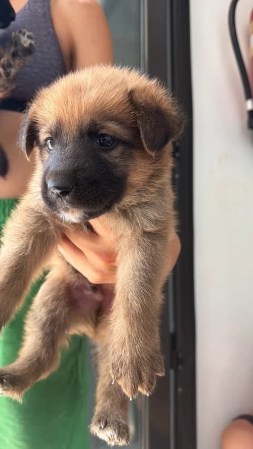 Trash, male mixed breed for adoption at CAAD Maresme