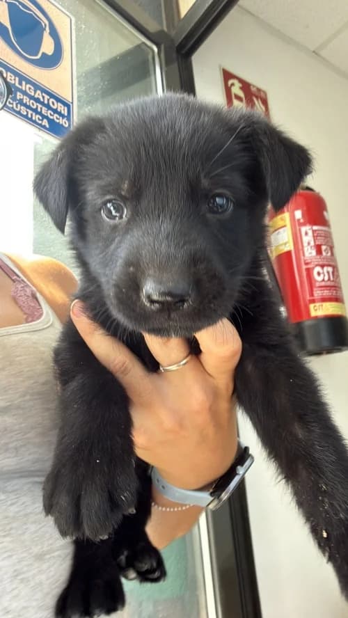 Obama, male mixed breed for adoption at CAAD Maresme