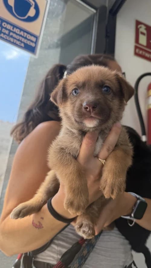 Ruby, female mixed breed for adoption at CAAD Maresme
