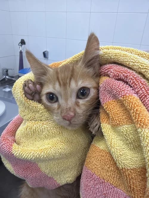 Mushu, female mixed breed for adoption at CAAD Maresme