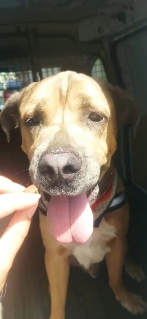 Argos, male puppy mixed breed for adoption at CAAD Maresme