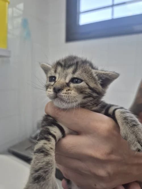 Wanda, female mixed breed for adoption at CAAD Maresme