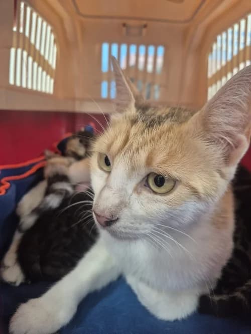 Aura, female young mixed breed for adoption at CAAD Maresme