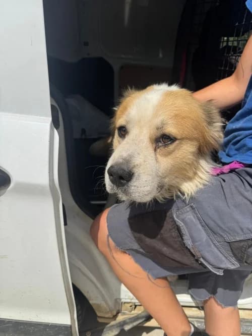 Pipo, male 4yo mixed breed for adoption at CAAD Maresme