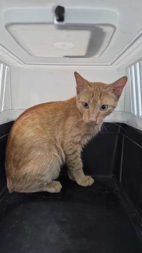 Cheeto, male puppy mixed breed for adoption at CAAD Maresme