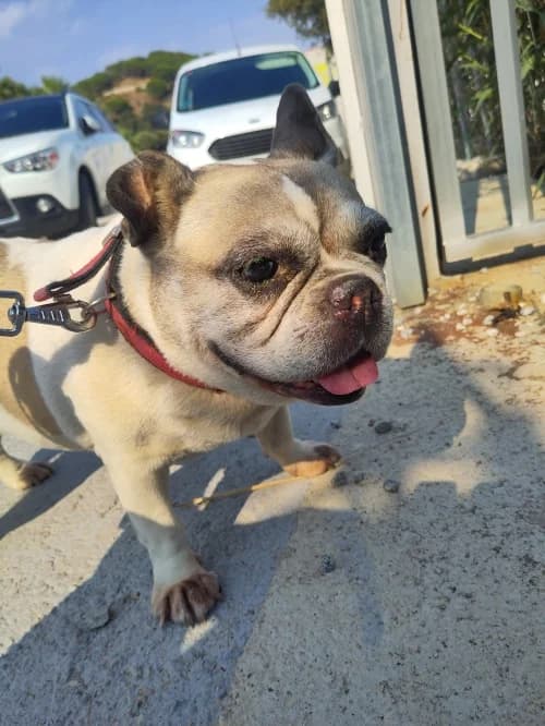 Rany, female English Bulldog for adoption at CAAD Maresme