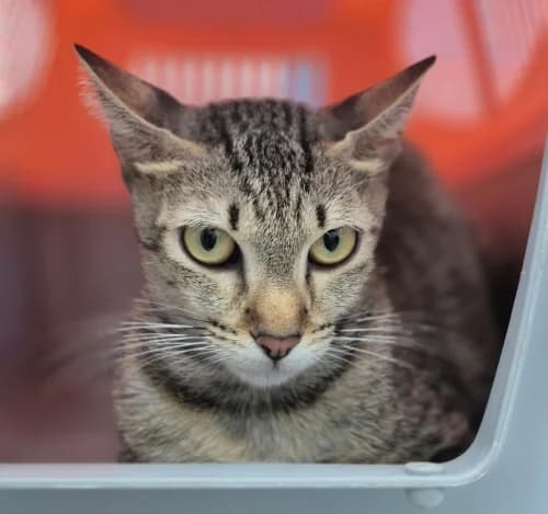 Belinda, female mixed breed for adoption at CAAD Maresme
