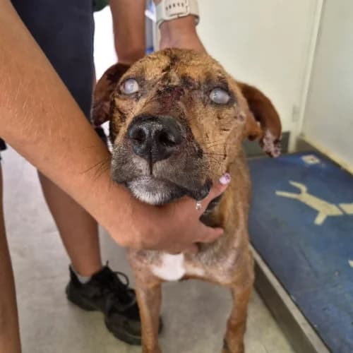 Joy, male 3yo mixed breed for adoption at CAAD Maresme