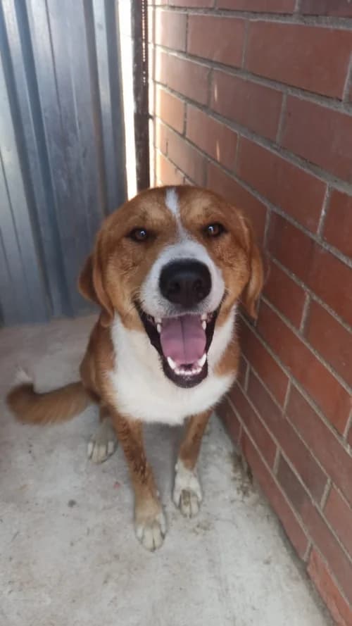 Tip, male mixed breed for adoption at CAAD Maresme