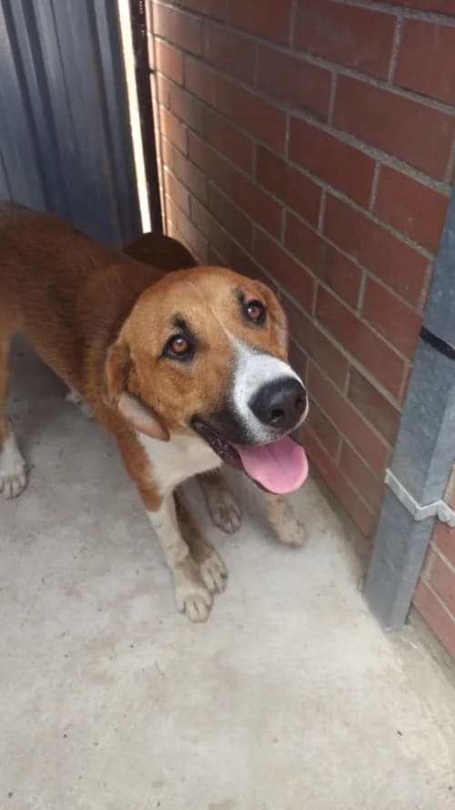 Coll, male mixed breed for adoption at CAAD Maresme
