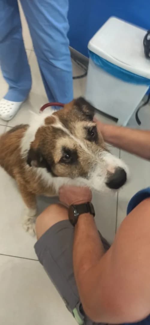 Curro, male mixed breed for adoption at CAAD Maresme