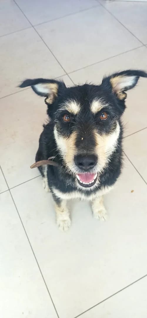 Marian, female young mixed breed for adoption at CAAD Maresme