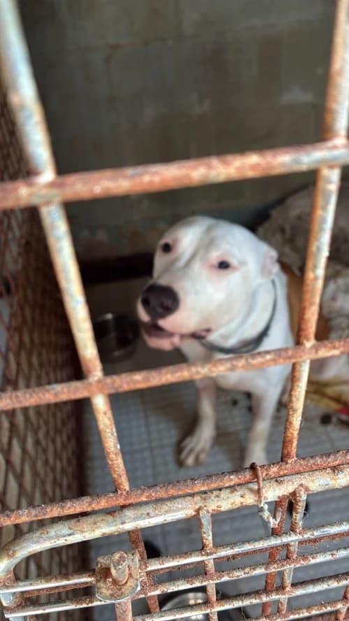 Gordo, male Bull Terrier for adoption at CAAD Maresme