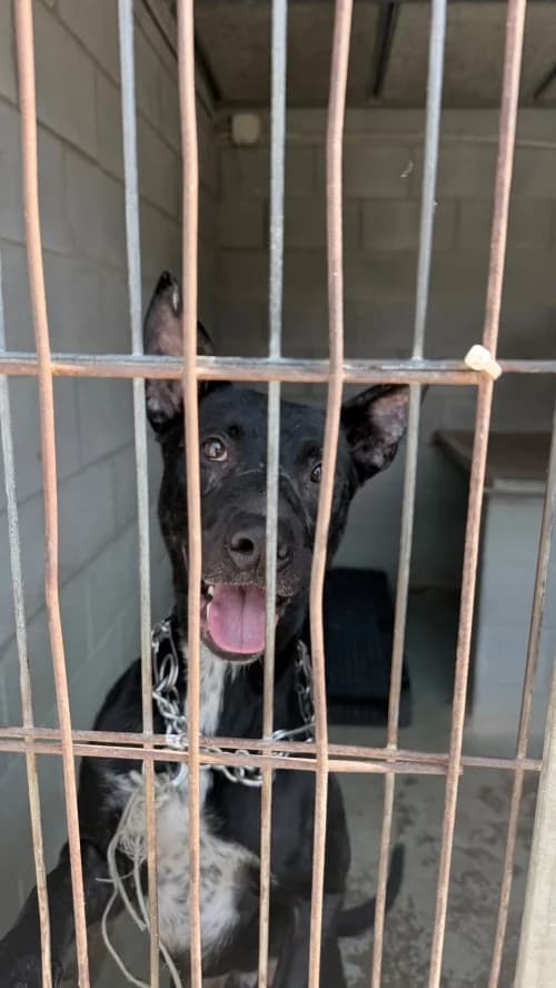 Fast, male young mixed breed for adoption at CAAD Maresme