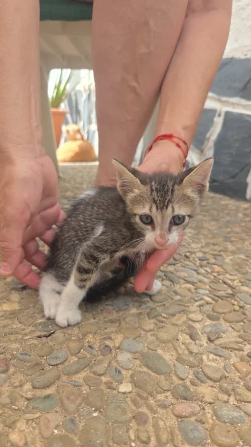 Orion, male mixed breed for adoption at CAAD Maresme