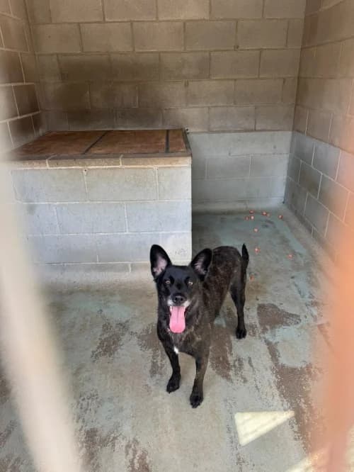 Alma, female mixed breed for adoption at CAAD Maresme