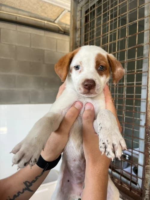 Yuca, female puppy mixed breed for adoption at CAAD Maresme