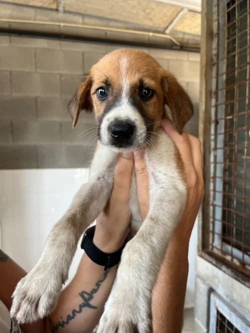 Mochi, male puppy mixed breed for adoption at CAAD Maresme