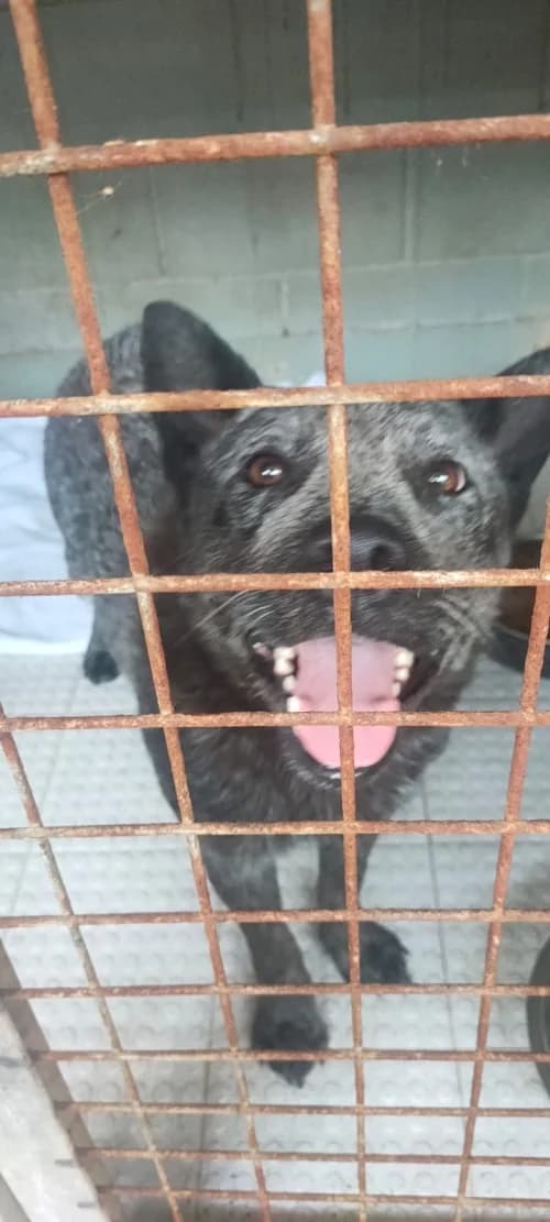 Eclipse, male mixed breed for adoption at CAAD Maresme