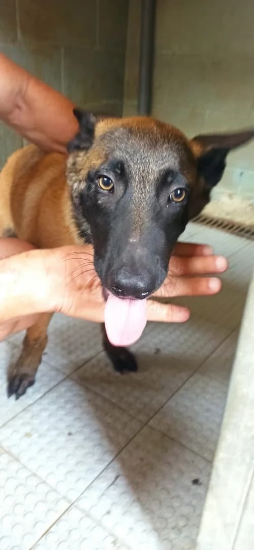 Turco, male puppy mixed breed for adoption at CAAD Maresme