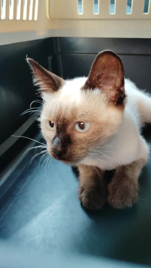 Siami, female mixed breed for adoption at CAAD Maresme