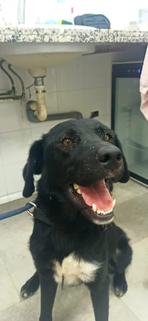Nick, male mixed breed for adoption at CAAD Maresme
