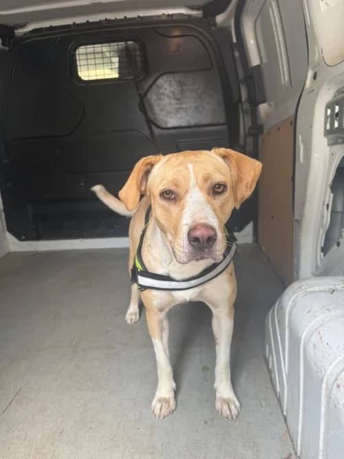Mara, female young Mixed Breed for adoption at CAAD Maresme