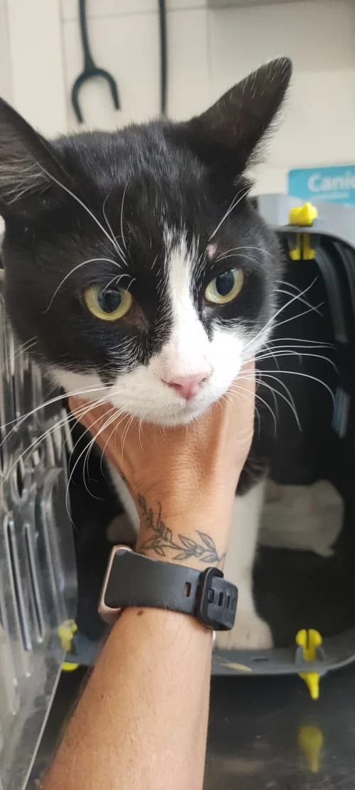 Zen, male mixed breed for adoption at CAAD Maresme